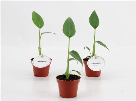 Monstera Burle Marx Flame