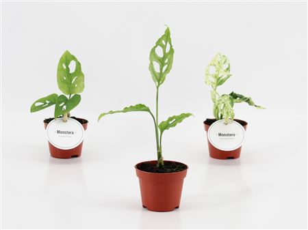 Monstera Mix