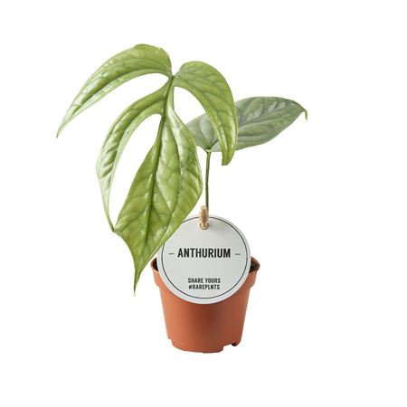 Monstera Amydrium Medium Silver