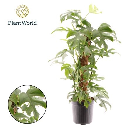 Monstera Minima Mosstab