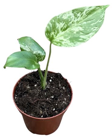 Monstera Bulbasaur