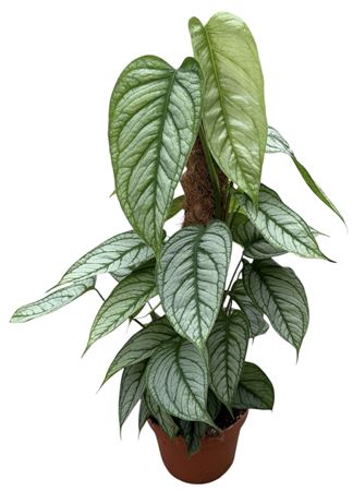 Monstera Siltepecana El Salvador