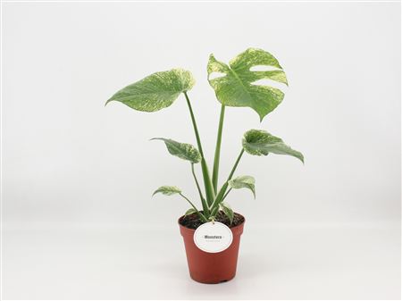 Monstera Deliciosa Mint