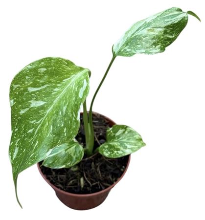 Monstera Electro Light