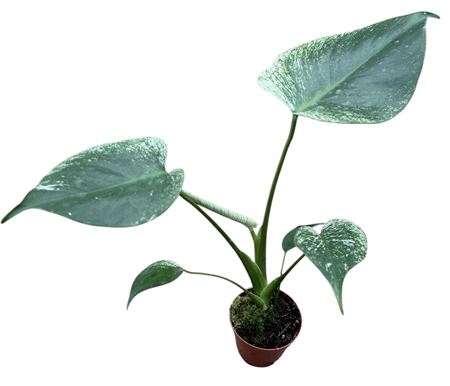 Monstera Devil Monster