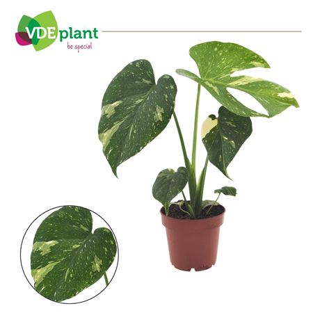 Monstera Thai