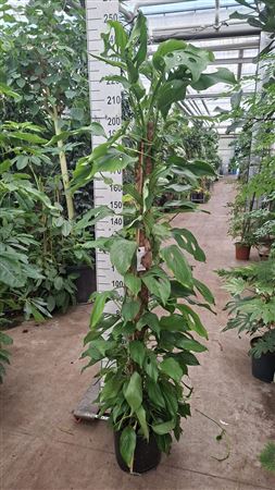 Monstera Acacoyaguensis