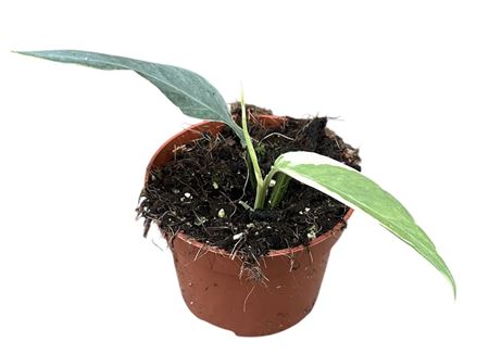 Epipremnum Pinnatum Ghostie