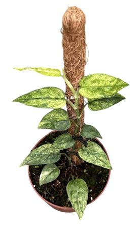 Epipremnum Pinnatum Yellow Mint