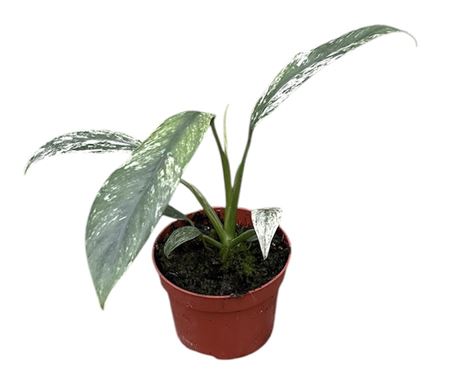 Epipremnum Giganteum Marble Variegata