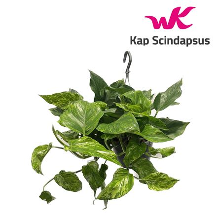 Epipremnum Marble Green Hang (short )