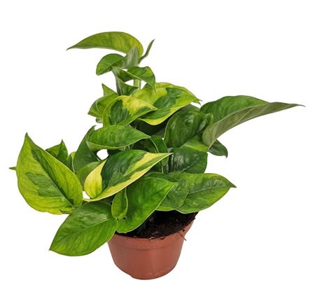 Epipremnum Lemon Joy