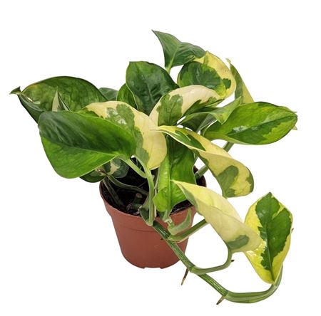 Epipremnum Lemon Joy
