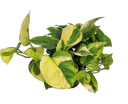 Epipremnum Lemon Joy Bush