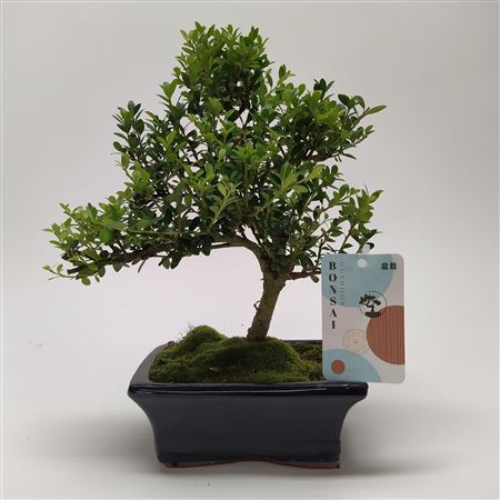 Bonsai Ilex Outdoor
