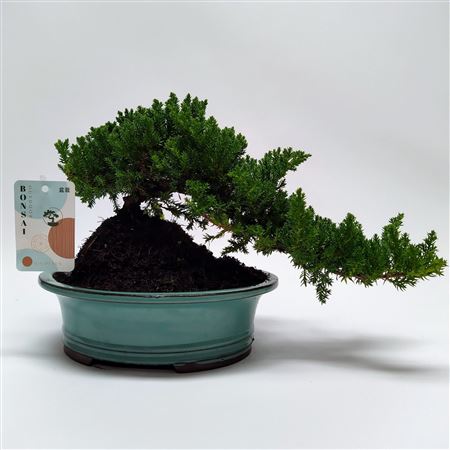 Bonsai Juniperus Cascade