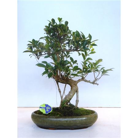 Bonsai Ficus Retusa, Without