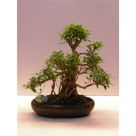 Bonsai Ficus Retusa, Without Driptray