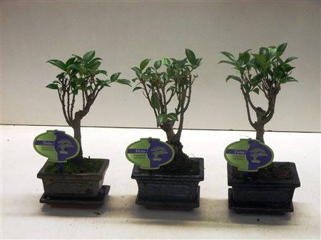 Bonsai Ficus Retusa, With Drip Tray
