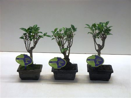 Bonsai Ficus Retusa, Without Driptray
