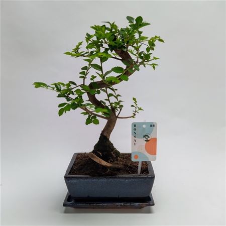 Bonsai Zelkova S-shape Traditional