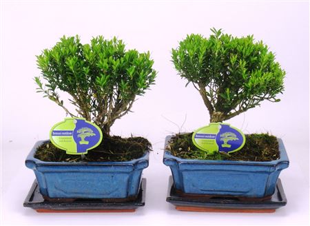 Bonsai Buxus Harlandii, With Driptray