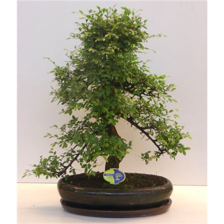 Бонсай Zelkova Parvifolia в форме с поддоном