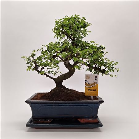 Bonsai Zelkova Traditional