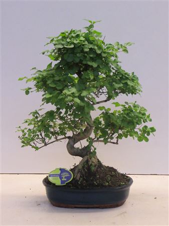 Bonsai Ligustrum Sinensis, 32., Shape, Without D