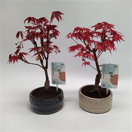 Bonsai Acer Palmatum