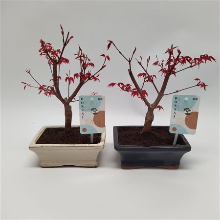 Bonsai Acer Mix