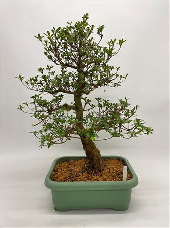 Bonsai Satsuki Azalea  (herkomst: Japan)