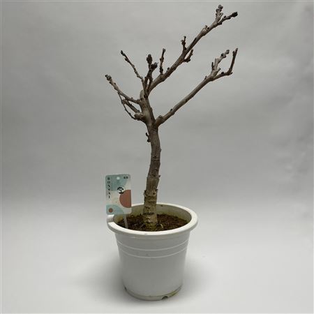 Bonsai Wisteria