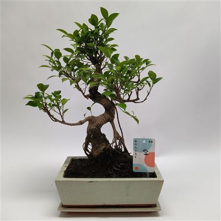 Bonsai Ficus Retusa Traditional