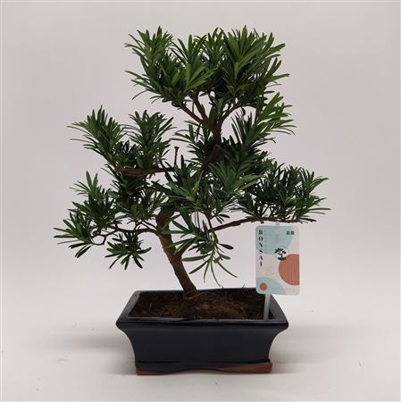 Bonsai Podocarpus