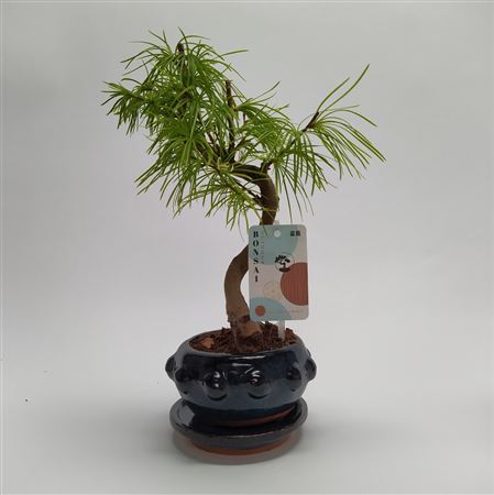 Bonsai Pseudolarix