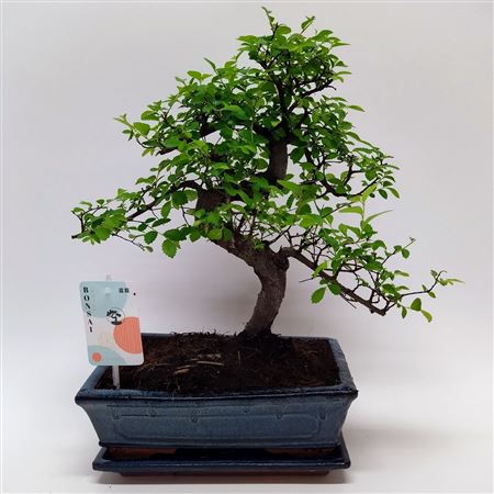 Bonsai Zelkova S-shape Traditional