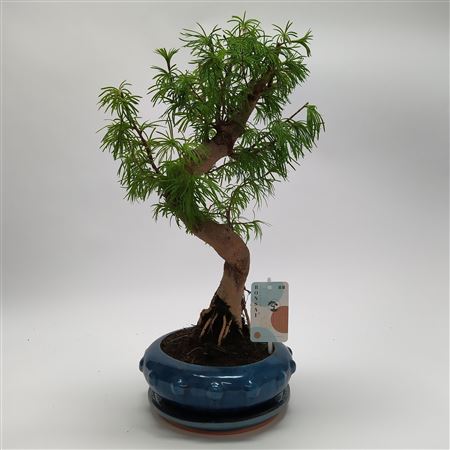Bonsai Pseudolarix