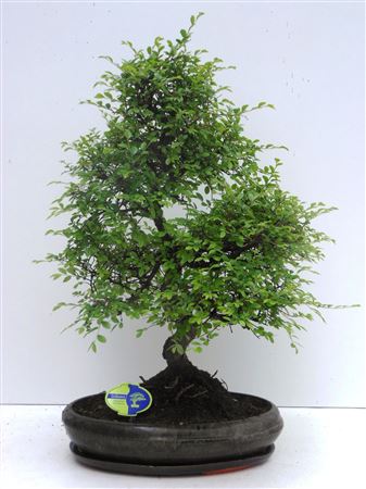 Bonsai Zelkova Parvifolia S-shape With Drip Tray