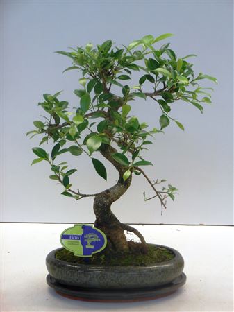 Bonsai Ficus Retusa Shape With Drip Tray