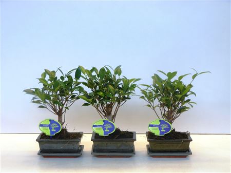 Bonsai Ficus Retusa Broom With Drip Tray