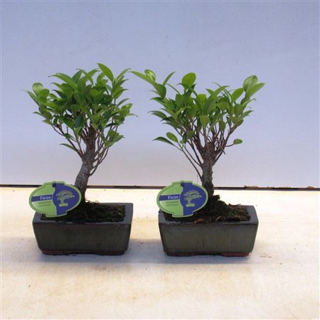Bonsai Ficus Retusa Broom Without Drip Tray