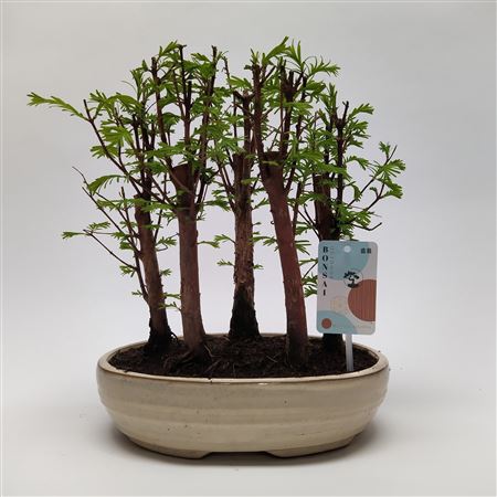 Bonsai Metasequoia Forest Oval