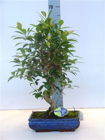 Bonsai Ficus  Without Drip Tray