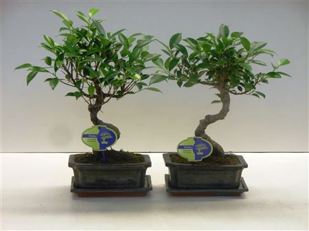Bonsai Ficus Retusa, With Drip Tray