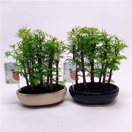 Bonsai Metasequoia Forest Oval