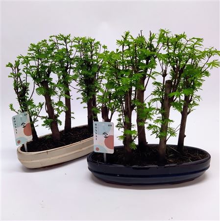 Bonsai Metasequoia Forest Oval