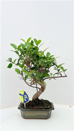 Bonsai Ficus Retusa S-shape Without Drip Tray