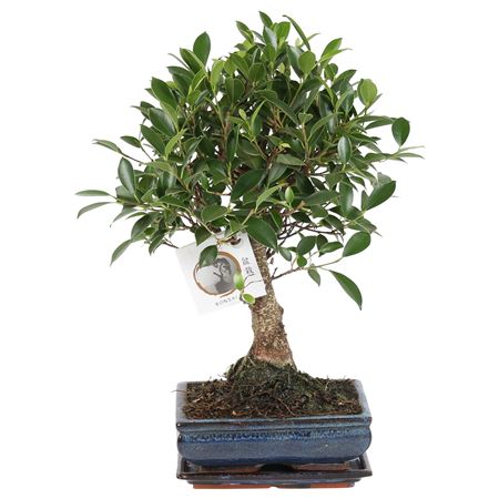 Bonsai Ficus Retusa'in Ceramic Ball Shape