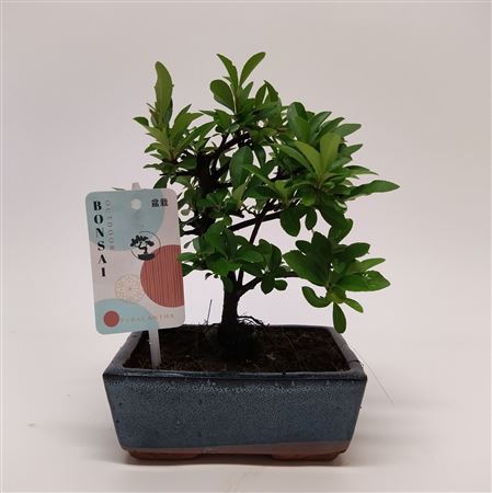 Bonsai Pyracanthe